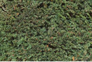 photo texture of hedge 0004